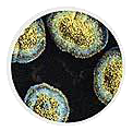 Microscopic Mold